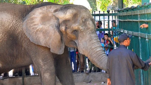 حديقة الحيوان بالجيزة تستعيد اسمها التاريخي «جنينة الحيوانات» بعد التطوير الشامل