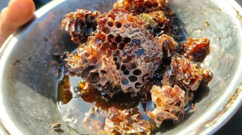 بعد ضجة مقبرة النحل بالمنوفية، العلم يرد على "الخرافات" و"لغز الـ13 ملكة"