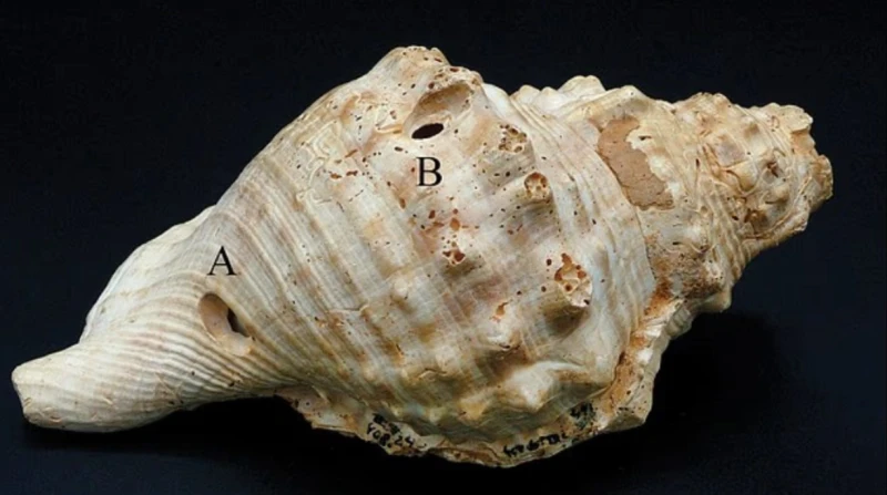 من الصدف.. آلات من عصور ما قبل التاريخ تعزف لحنا لأول مرة منذ 6000 عام