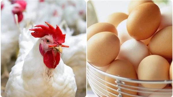 قفزة غير مسبوقة في أسعار الدواجن مع بداية 2026 بالتزامن مع المواسم والأعياد