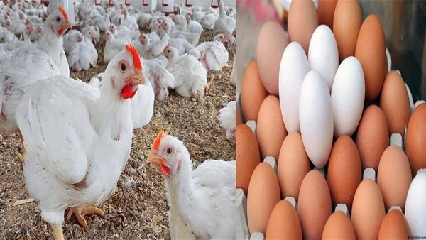 هبوط قوي في أسعار الدواجن والبيض اليوم بالمزارع والأسواق بعد انتهاء عيد الميلاد المجيد