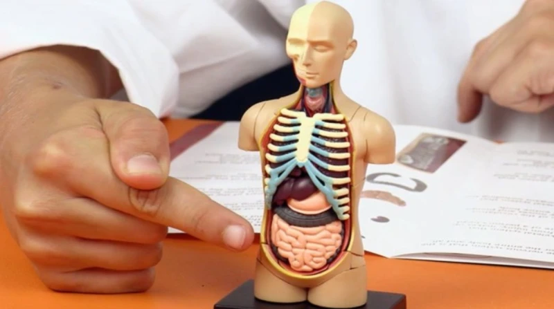 هل يمكنك أن تعيش بنصف جسد؟ العلم يجيب على سؤال يبدو مستحيلًا