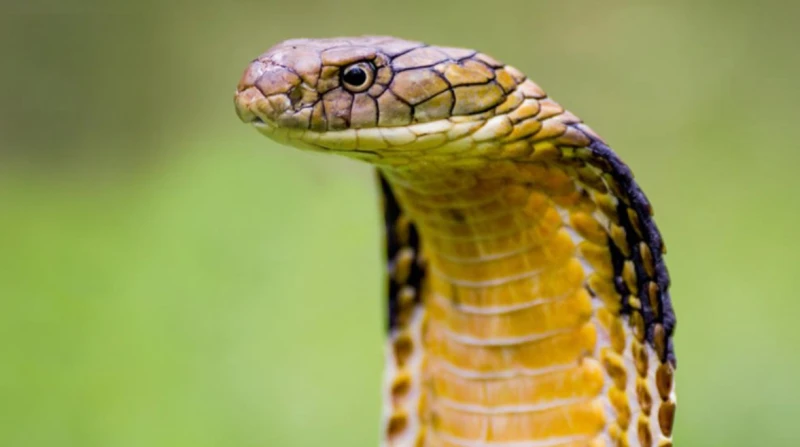 كيف يعالج "البوتكس" لدغات الثعابين السامة؟ دراسة توضح