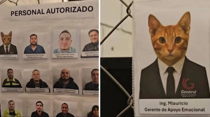 قط مكسيكي يشغل منصب "مدير الدعم العاطفي" في شركة هندسية