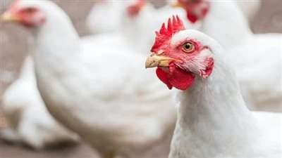 62 جنيهًا للكليو..سعر الدواجن البيضاء في الأسواق بعد الزيادة الأخيرة