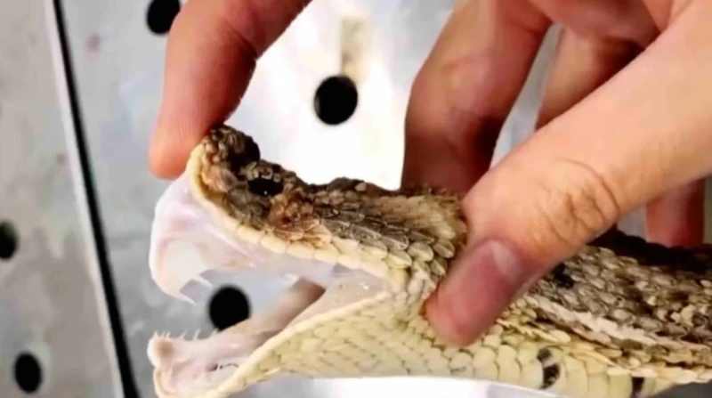 ثعبان أليف يغدر بصحابه، هل تتحقق الأسطورة الصينية؟