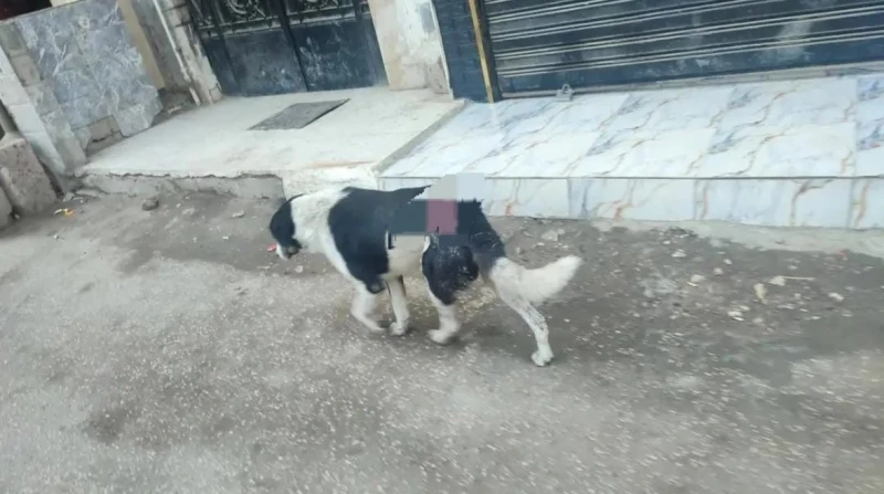 "ضربوه بالساطور".. استغاثة لإنقاذ كلب بعين شمس