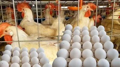 ارتفاع مفاجئ في أسعار الدواجن اليوم الخميس أول أيام العام الجديد (تحديث)