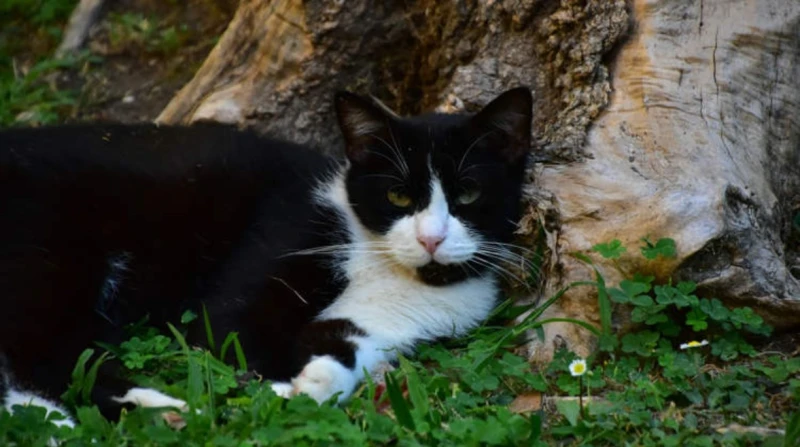 بعد فراق 150 يومًا، قطة تعود لأصحابها سيرًا من إسبانيا إلى فرنسا