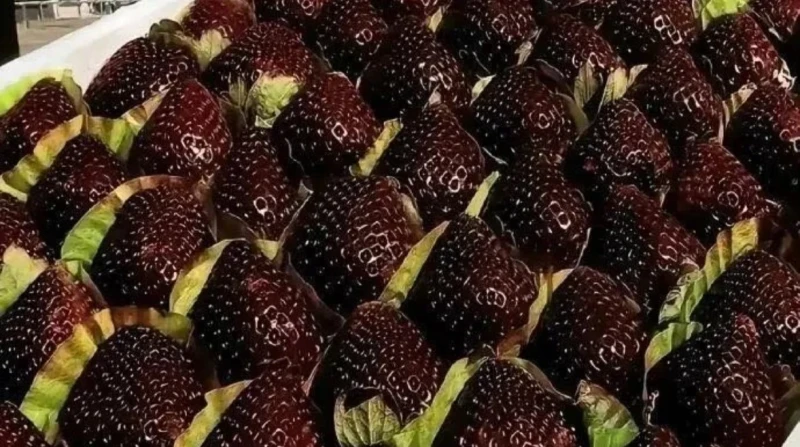 سعرها 45 دولارًا.. فراولة "اللؤلؤة السوداء" تثير جنونًا غذائيًا في الصين
