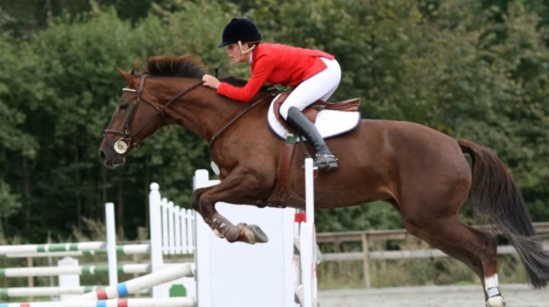 خيولك تشم خوفك، كيف تؤثر مشاعرك على سلوك الحصان؟