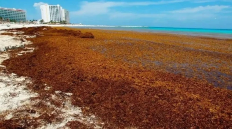 ظهور شريط بني اللون بين المحيط الأطلسي وأفريقيا.. ليست علامة جيدة
