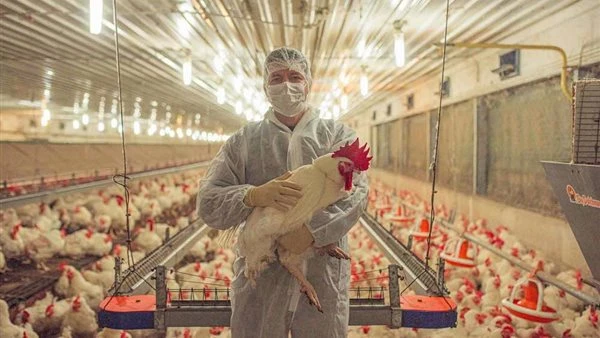 الحكومه توضح حقيقة ظهور انفلونزا الطيور داخل المزارع المصريه