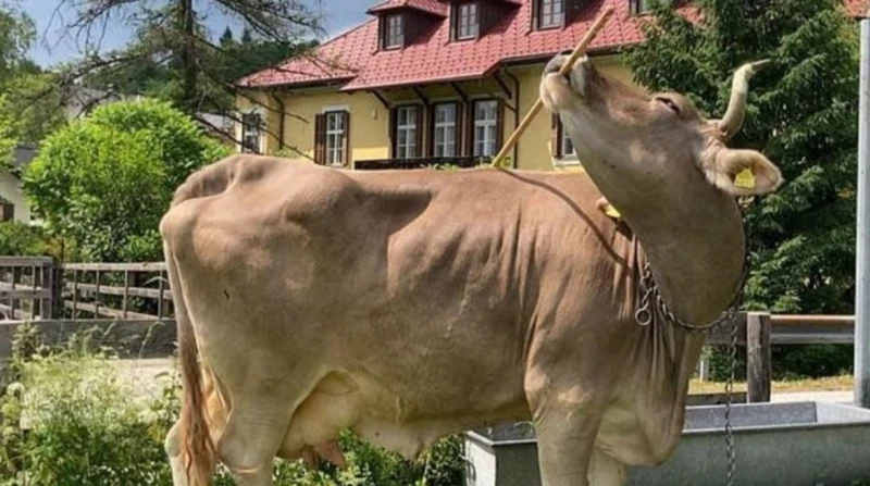 بنسبة ذكاء استثنائية، البقرة فيرونيكا تتصدر عناوين الأخبار العالمية