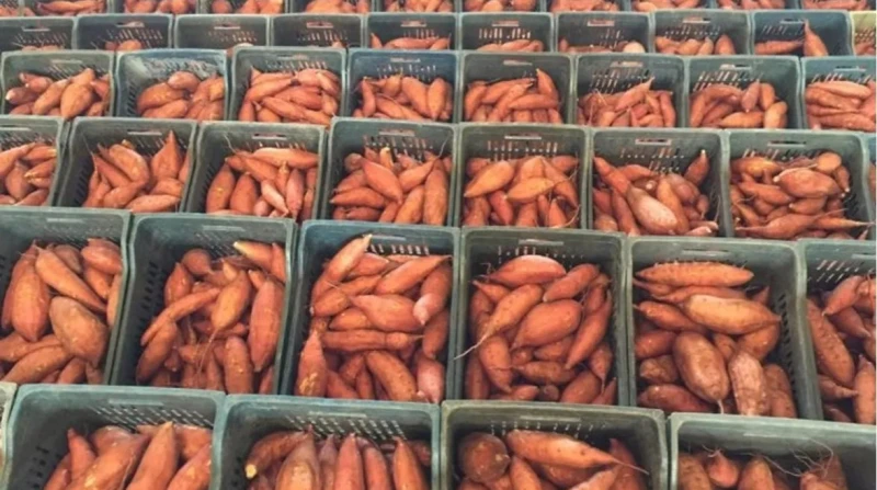 بدلًا من المال، مجهول يتبرع بـ50 طنًا من البطاطا لعلاج مريضة سرطان دم