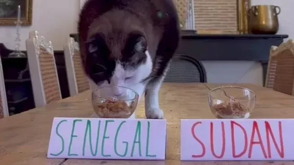 القط العراف يتوقع خسارة منتخب مصر الكوت ديفوار في مباراة اليوم