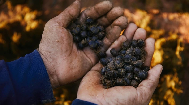 ما علاقة فضلات الفيلة؟ دراسة تكشف سر نكهة أغلى قهوة في العالم