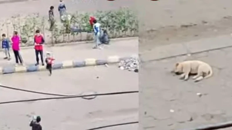 "عاملين حفلة تعذيب"، الأمن يفحص فيديو تعدي صغار على كلاب ضالة بالعبور