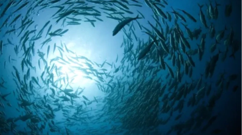 تطور مناخي يحدث في المحيطات يهدد باختفاء الأسماك