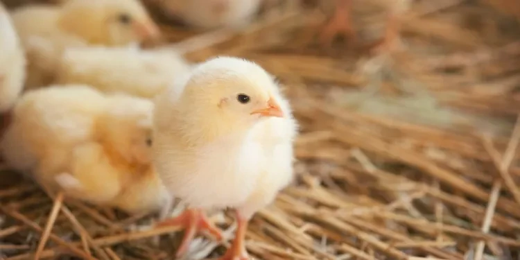 تفسير حلم الكتاكيت الصغيرة لابن سيرين. بداية حياة جديدة وحظ سعيد