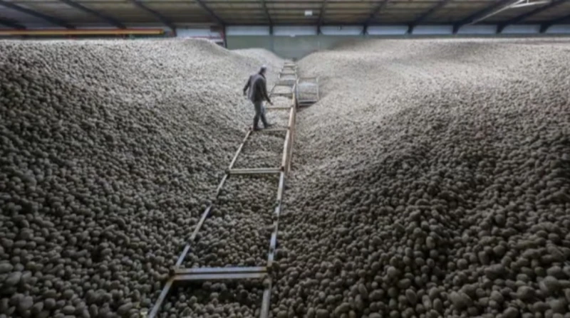 بعد موسم قياسي، توزيع كميات كبيرة من البطاطس مجانًا في جميع أنحاء برلين