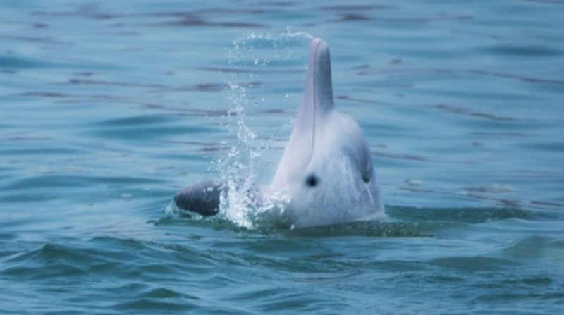 العثور على مواد كيميائية خاصة بالهواتف في أدمغة الدلافين