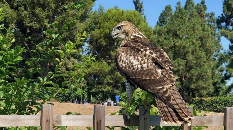 صقر مخمور يزج بشاب أمريكي خلف القضبان
