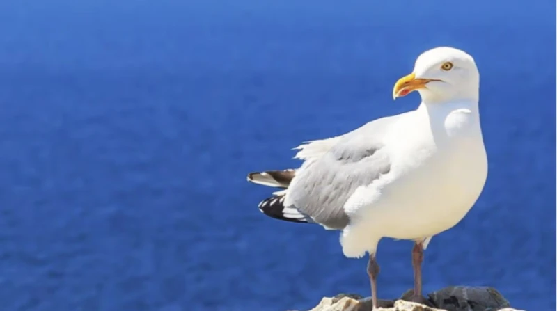 "سرق من ابنته الشيبسي". السجن 8 أشهر لأب قتل طائر النورس