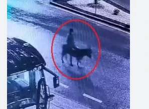 تهريب المجوهرات المسروقة على ظهر حمار