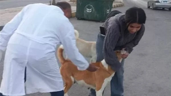 الزراعة: تحصين أكثر من 17 ألف كلب ضمن الحملة القومية لمكافحة السعار