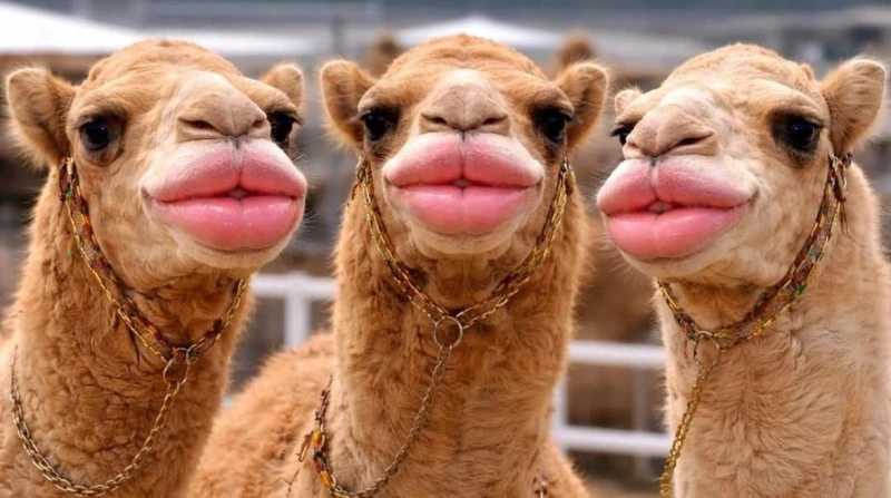 "كاردشيان الجمال". استبعاد 20 جملا من مهرجان بسبب حقن البوتوكس والفيلر