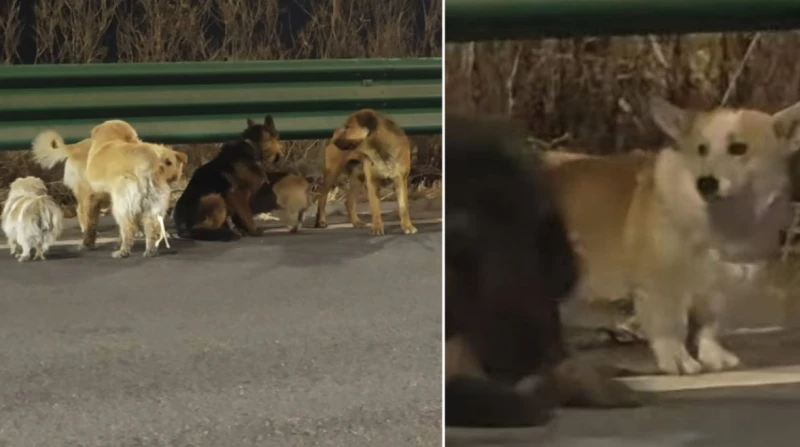 "قبل ما يتحولوا لشاورما". كلب يقود زملاءه للهروب من تجارة غير مشروعة