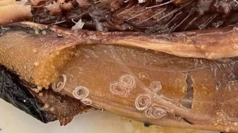 هل التخزين هو السبب؟. حقيقة ظهور "الدودة الحلزونية" في الرنجة وكيف تشتري سمكة آمنة