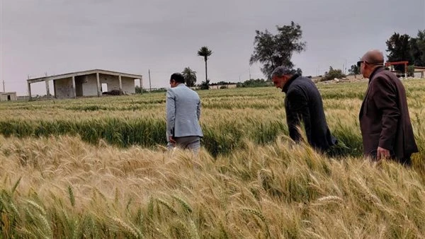 قيادات الزراعة في الحقول لمتابعة منظومة الإنتاج وصرف الأسمدة