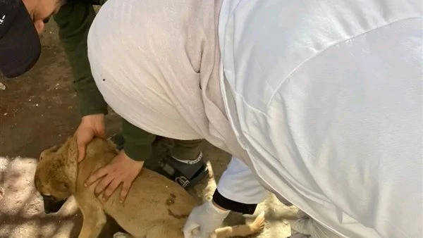 بيطري المنيا يواصل تنفيذ الحملة القومية لمكافحة السعار خلال شهر مارس