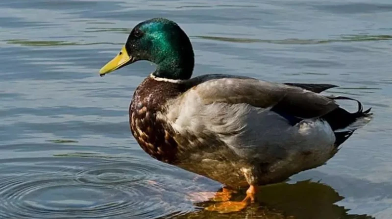 صيني يعثر على 10 جرامات ذهب داخل معدة بطة