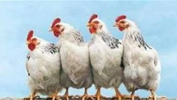 أسعار الدواجن في الأسواق المحلية اليوم الخميس 5 مارس 2026