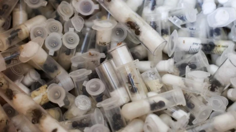 في شنطة سفر. ضبط صيني حاول تهريب 2200 نملة من كينيا