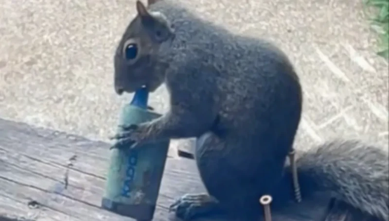 شاهدوا سنجاباً دخن (فيديو)