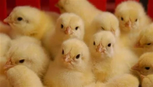 رؤية الكتاكيت في المنام