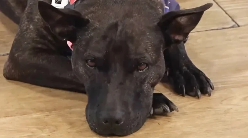 كيف أنقذ "شات جي بي تي" كلبة من سرطان عدواني في أستراليا