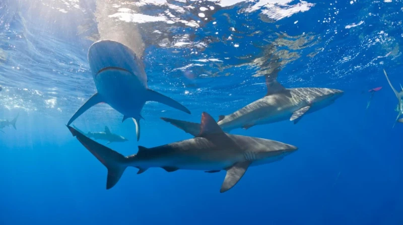 كوكايين وكافيين في أعماق البحار. دراسة تكشف ملوثات مقلقة بأسماك القرش