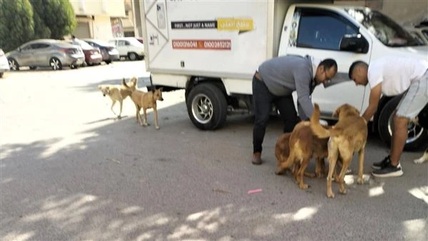 الزراعة تطلق حملة وطنية لمكافحة السعار وتعقيم الكلاب الحرة في شوارع مصر