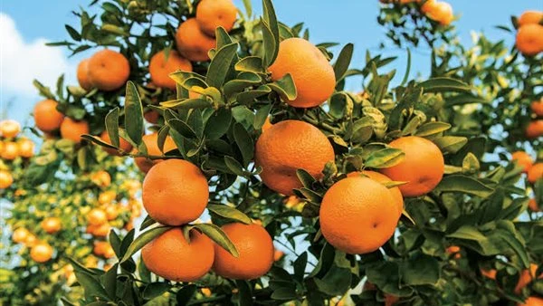 5 روائح طبيعية تحسن نشاطك خلال اليوم.. دراسة توضح