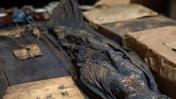 اكتشاف غامض في اليابان.. "مومياء حورية بحر" تثير الجدل قبل طرحها للبيع