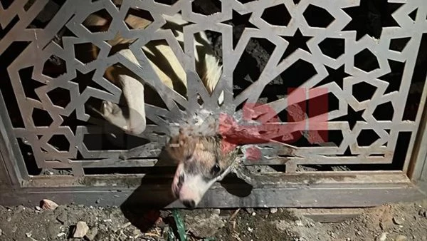 إنقاذ كلب عالق بين أسياخ حديدية في المقطم