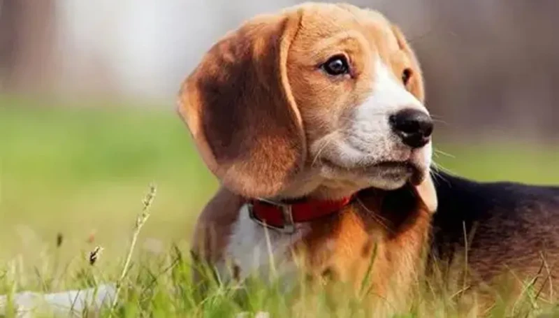 ليست قصّة الكلبة الأستراليّة التي نجّاها الذكاء الاصطناعي