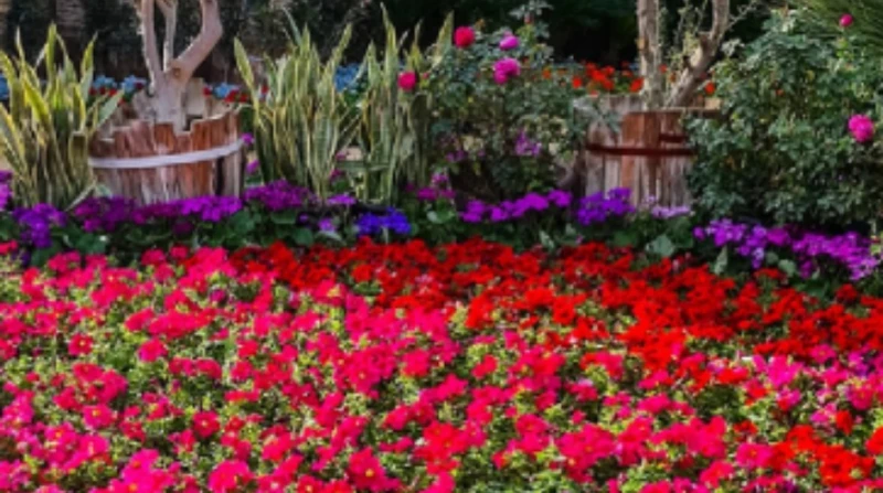 معرض الزهور 2026. موعد الانطلاق وأبرز الفعاليات وطرق الوصول