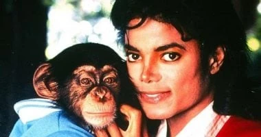 بعد سنوات مع مايكل جاكسون.. الشمبانزى "بابلز" يعيش حياة هادئة بعيدا عن الأضواء