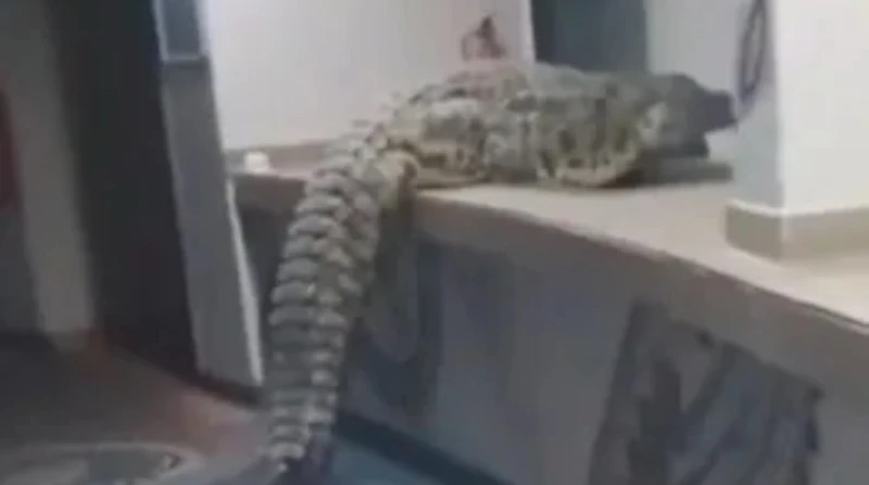 بحثًًا عن البوفيه. تمساح يقتحم فندقًا في زيمبابوي